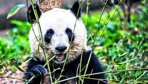 Giant Pandas Still Face High Risk Of Extinction Futurity