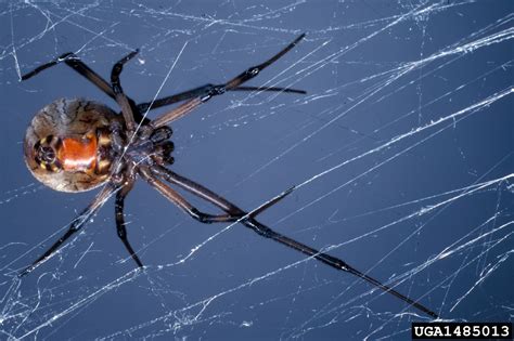 Brown Widow Spider Latrodectus Geometricus