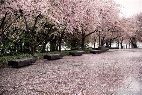 Cherry blossom photos are easy to find whether you simply love spring time, or have a message to convey, our collection of cherry blossom photos encompass the themes beauty, mystery, and hope. Washington DC Cherry Blossom Watch Update: March 31, 2017