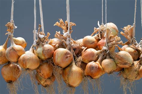 Detailed translations for storing from dutch to english. Harvesting and Storing Onions & Shallots - Allotment & Gardens