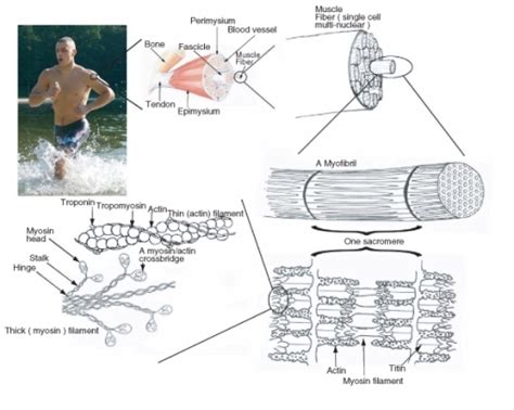 Muscle Contraction | CK-12 Foundation