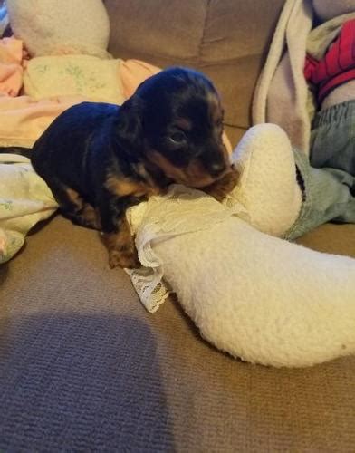 It is lpdr's goal to identify abandoned, mistreated, or homeless dogs and oversee. Miniature Dachshund Puppy for Sale - Adoption, Rescue for ...