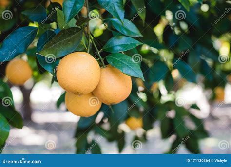 Oranges Grow On A Tree Many Oranges Hang On Trees Orange Grove