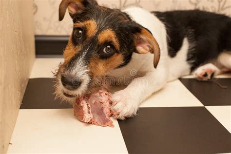 The Dog Holds A Bone In Its Mouth Jack Russell Terrier Eating Rawhide