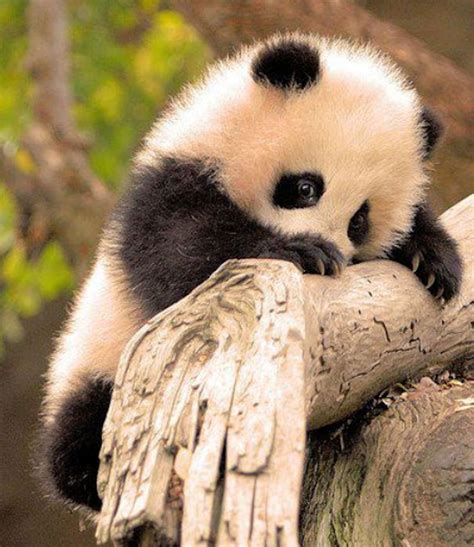 Baby Panda Animals Beautiful Cute Animals Cute Creatures
