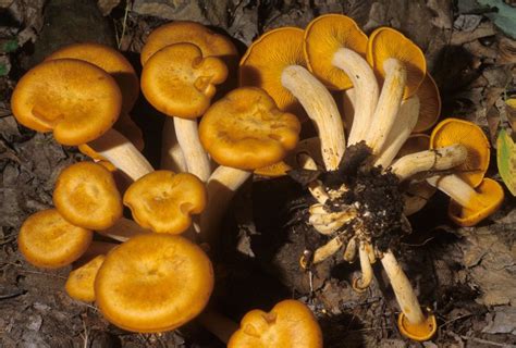There Are 2000 Or More Kinds Of Wild Mushrooms In Ohio