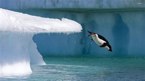 Penguin Jumping Into The Ocean Wallpaper Animal Wallpapers 44667