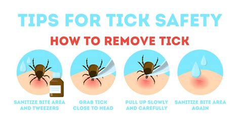 How To Remove An Attached Tick Burke Animal Clinic