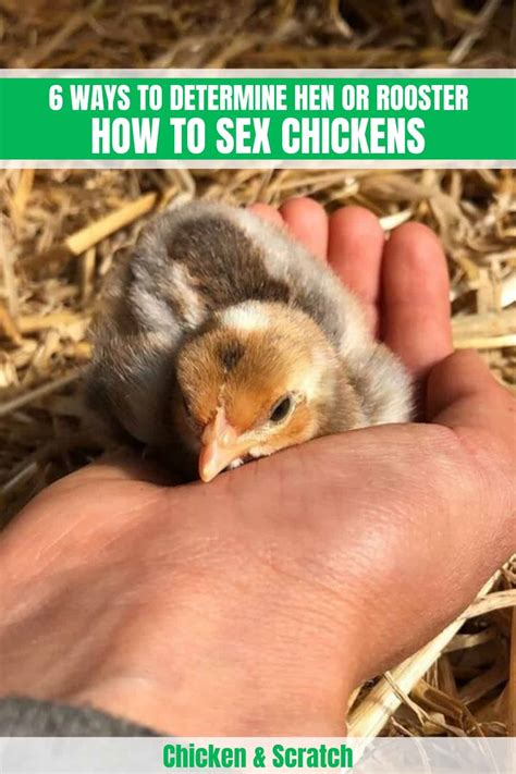 How To Sex Chickens Ways To Determine Hen Or Rooster