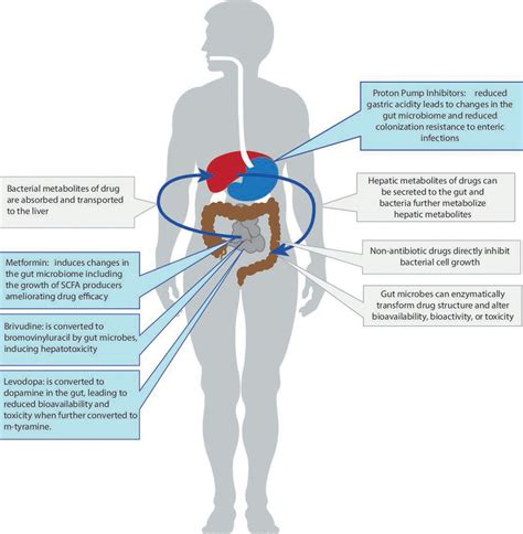 Interaction Between Drugs And The Gut Microbiome Gut