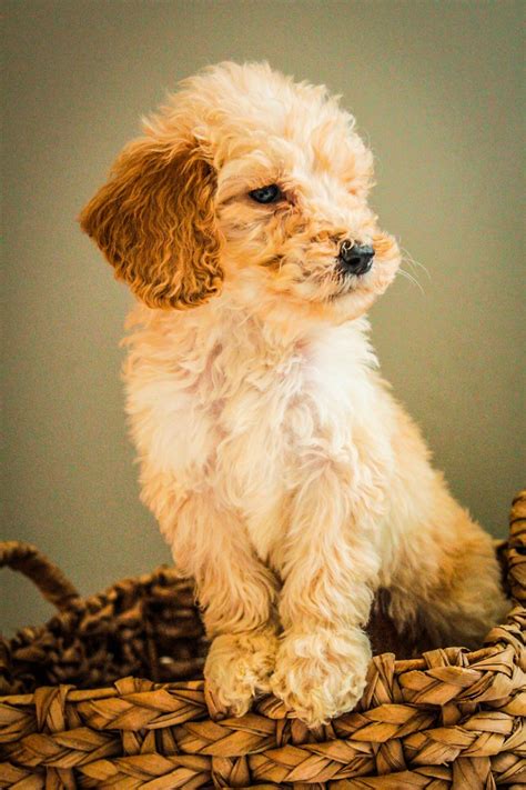 Caring for a golden retriever x miniature poodle mix. Standard and Mini Goldendoodles for Sale (Reasonable Adoption Fees)