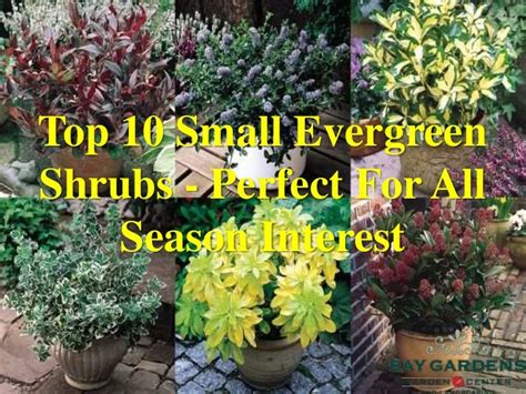 Top 10 Small Evergreen Shrubs Perfect For All Season Interest
