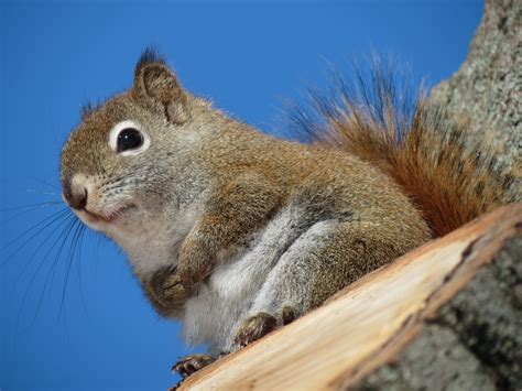 The american red squirrel is one of three species of tree squirrel currently classified in the genus tamiasciurus, known as the pine squirrels (the others are the douglas squirrel, t. Confessions of a Global Birder: February 2013