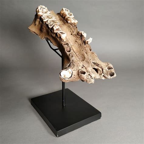 Fossil Malagasy Hippopotamus Jawbone With Custom Stand Catawiki