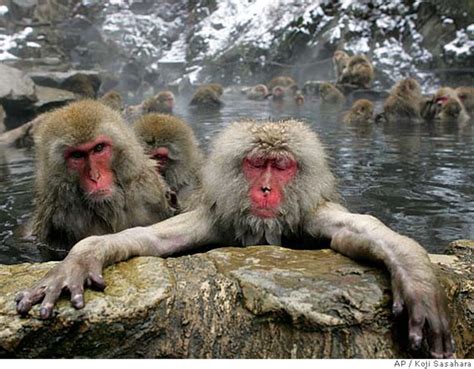 Share A Hot Spring With A Monkey In Jigokudani Japan Spot Cool Stuff