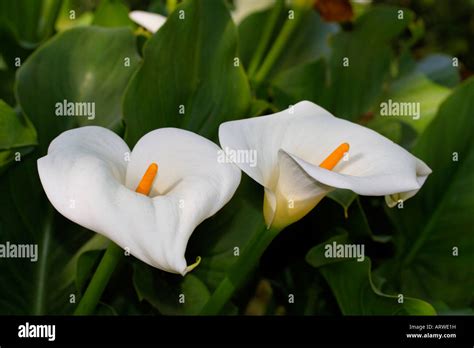Zantedeschia Aethiopica White Arum Lily Kalla Stock Photo Alamy