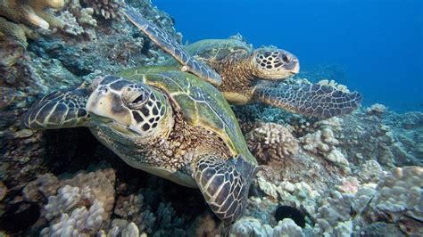 Черепахи В Море Картинки Telegraph
