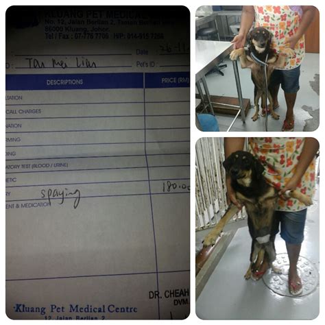 Spaying Subsidy For 2 Female Dogs In Kluang Tan Mei Lian And Sim Kim Hin