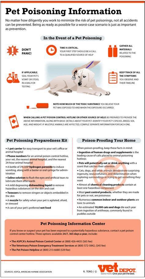 30 Pet Safety Infographics That Could Save Your Pet Dog Care Tips