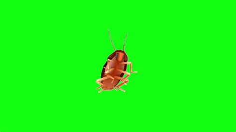 dancing cockroaches green screen meme youtube