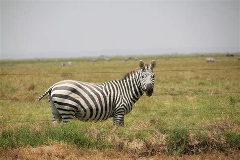 Free Photo Zebra Africa Striped Safari Free Image On Pixabay 191373