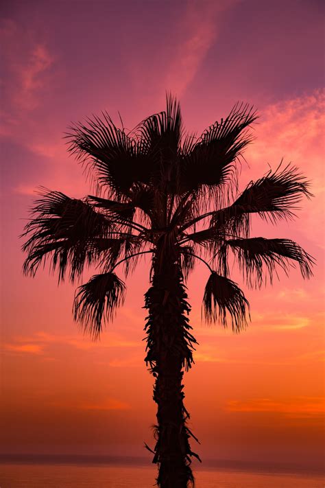 More images for aesthetic palm trees » Pink/Purple Aesthetic | 93 best free purple, pink, sunset ...
