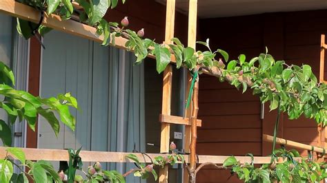 Advantages To Growing Espaliered Fruit Trees Youtube