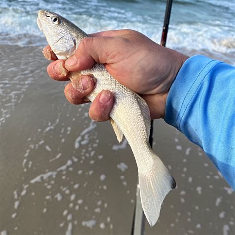 Fish You Can Catch In Pensacola From The Beach Florida Surf Species