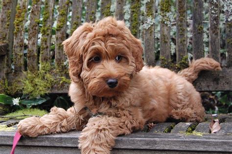 Mini to small medium labradoodles. 20 Dogs That Don't Shed: Hypoallergenic Dog Breeds | by ...