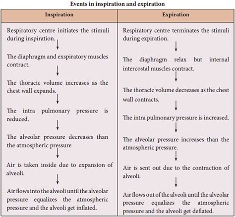 Mechanism Of Breathing In Human Beings