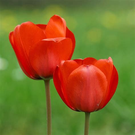 Tulips Red Spring Free Photo On Pixabay