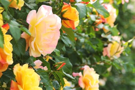 The Uks 7 Best Climbing Roses For Shade Upgardener