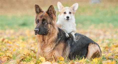 Are German Shepherds A Large Breed