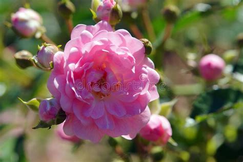Beautiful Pink Rose In Garden Stock Photo Image Of Botany Elegance