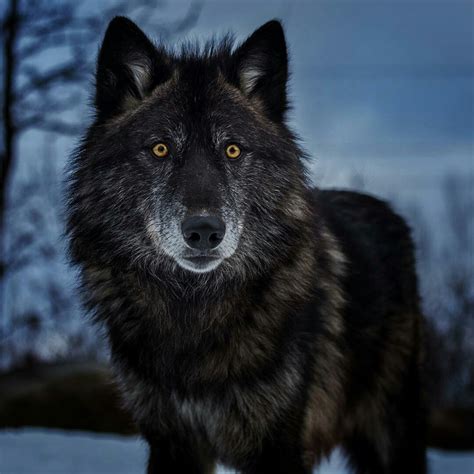 Black Wolf Over 1080 X 1080 Caption This Follow My Friend