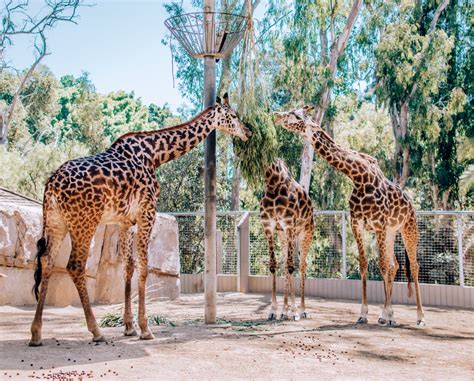 The Best Of The San Diego Zoo
