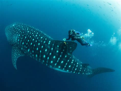 How We Work Galapagos Whale Shark Project