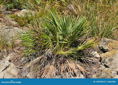 Dwarf Mediterranean Palm Chamaerops Humilis Stock Image Image Of