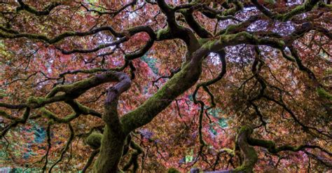 Japanese Maple Tree De Mike Centioli Reproduction Dart Haut De Gamme