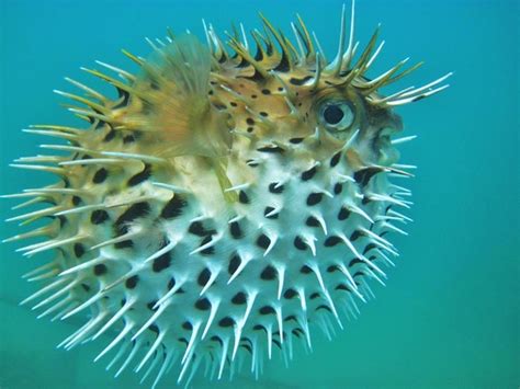 121 Best Fish Puffer Images On Pinterest