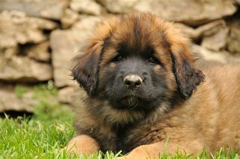 Chien Leonberg Caractère Taille Soins Prix Botaneo