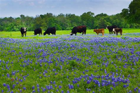 Brenham Texas Spring Has Sprung In The Birthplace Of Texas Slideshows