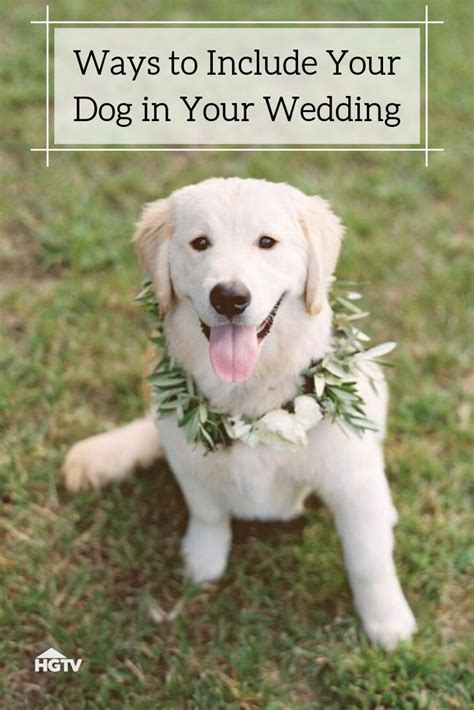 11 Ways To Include Your Dog In Your Wedding In 2023 Dog Wedding