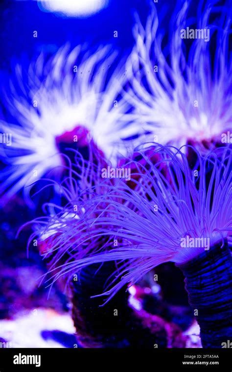 Actinia Sea Anemone Lighting Up In Purple Blue And Pink Vibrant