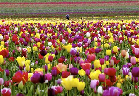 Tulip Farm Oregon Flickr Photo Sharing