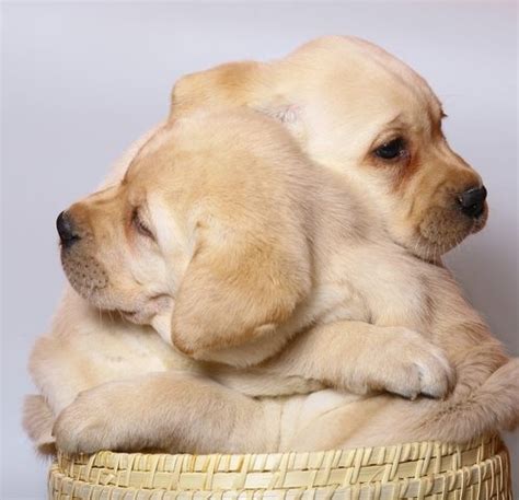 Cute Puppy Hugs Cute Puppies Photo 41423764 Fanpop