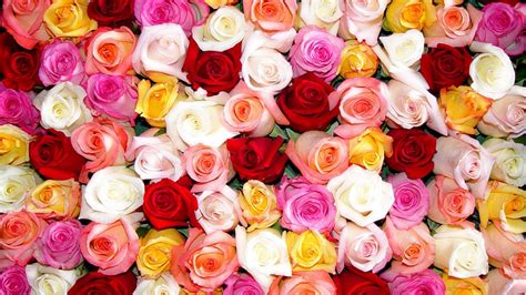 Colorful Roses Desktop Wallpapers Top Free Colorful Roses Desktop