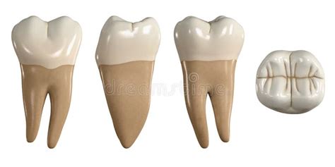 Permanent Lower Second Molar Tooth 3d Illustration Of The Anatomy Of