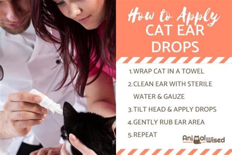 How To Apply Cat Ear Drops Tricks For Giving Cat Ear Medicine