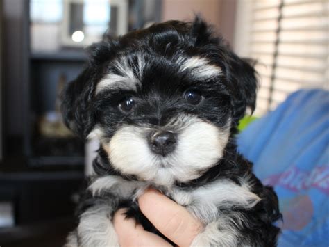 Pebbles the cavapoo puppy 🐶🐾. Havanese Puppies Available In Michigan - Animal Friends